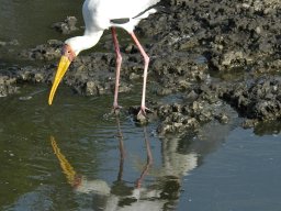 Western_Corridor_(Kirawira)2003-105